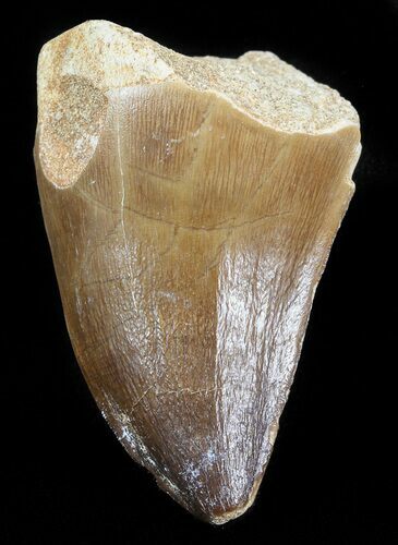 Mosasaur (Prognathodon) Tooth #43238